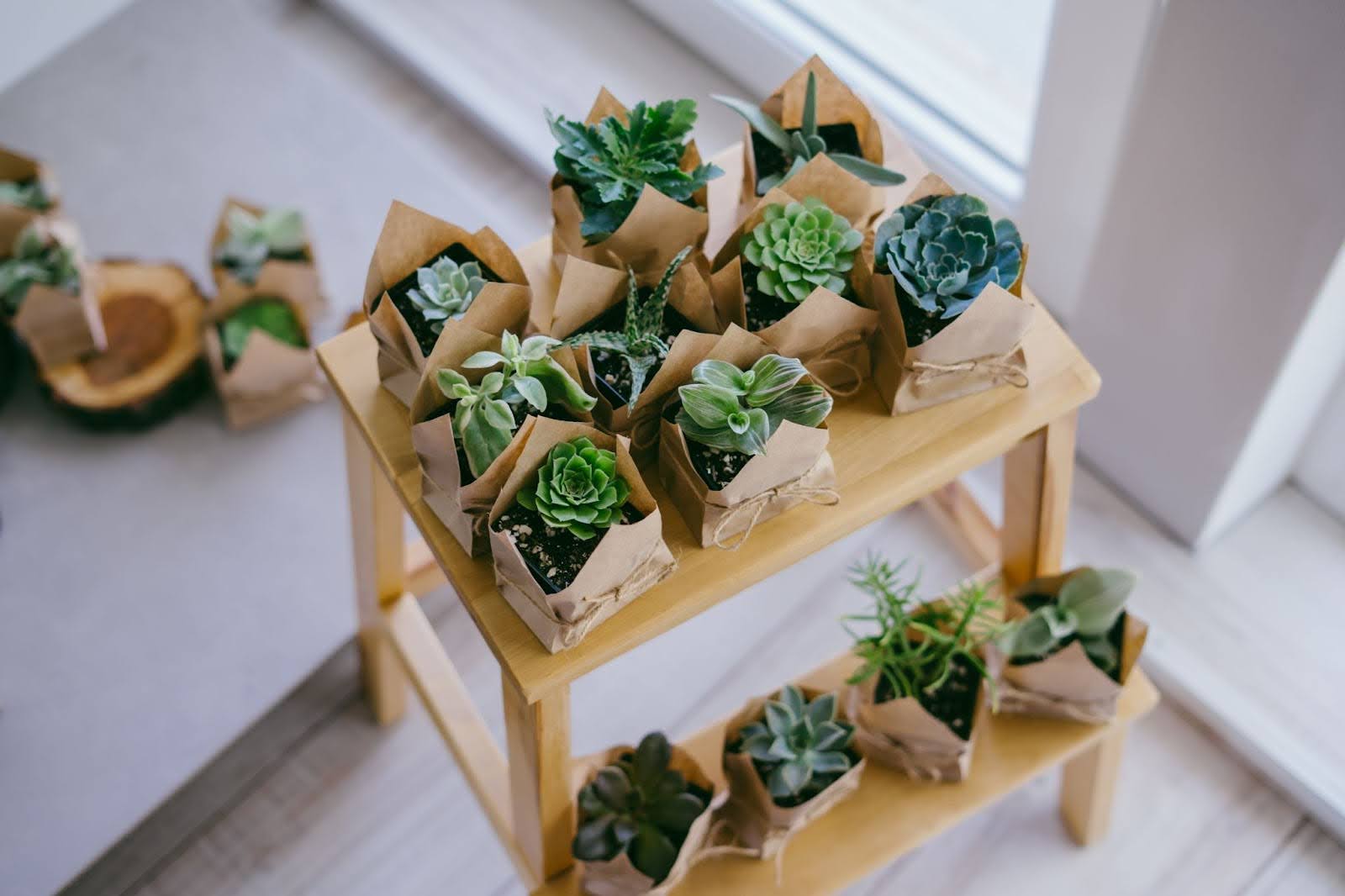 rustic wedding favor plants